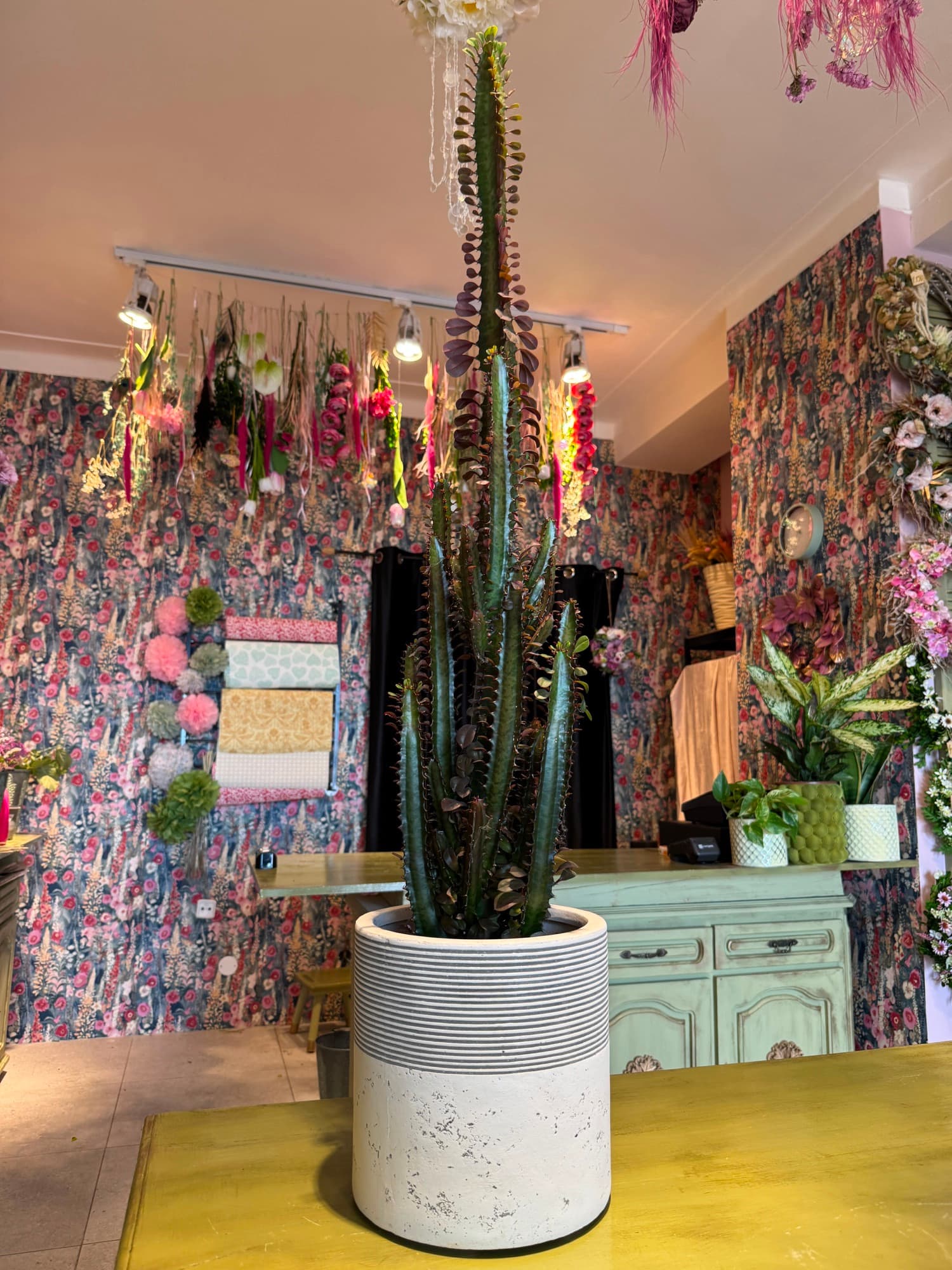 A cactus in a ceramic pot on the counter