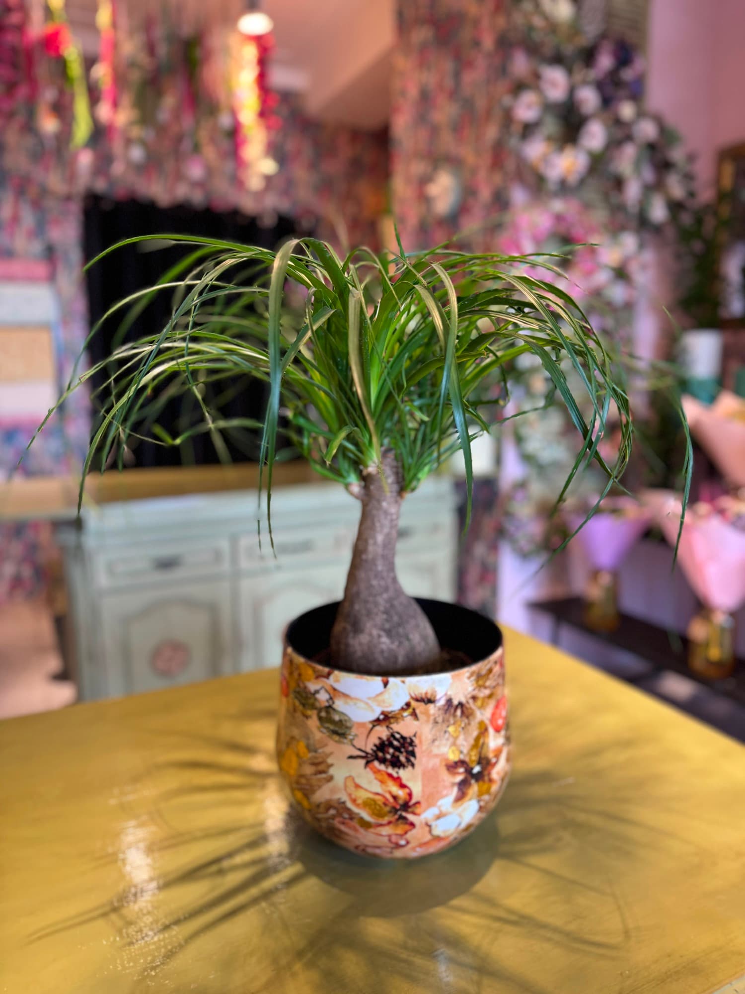 A ponytail palm in a patterned pot
