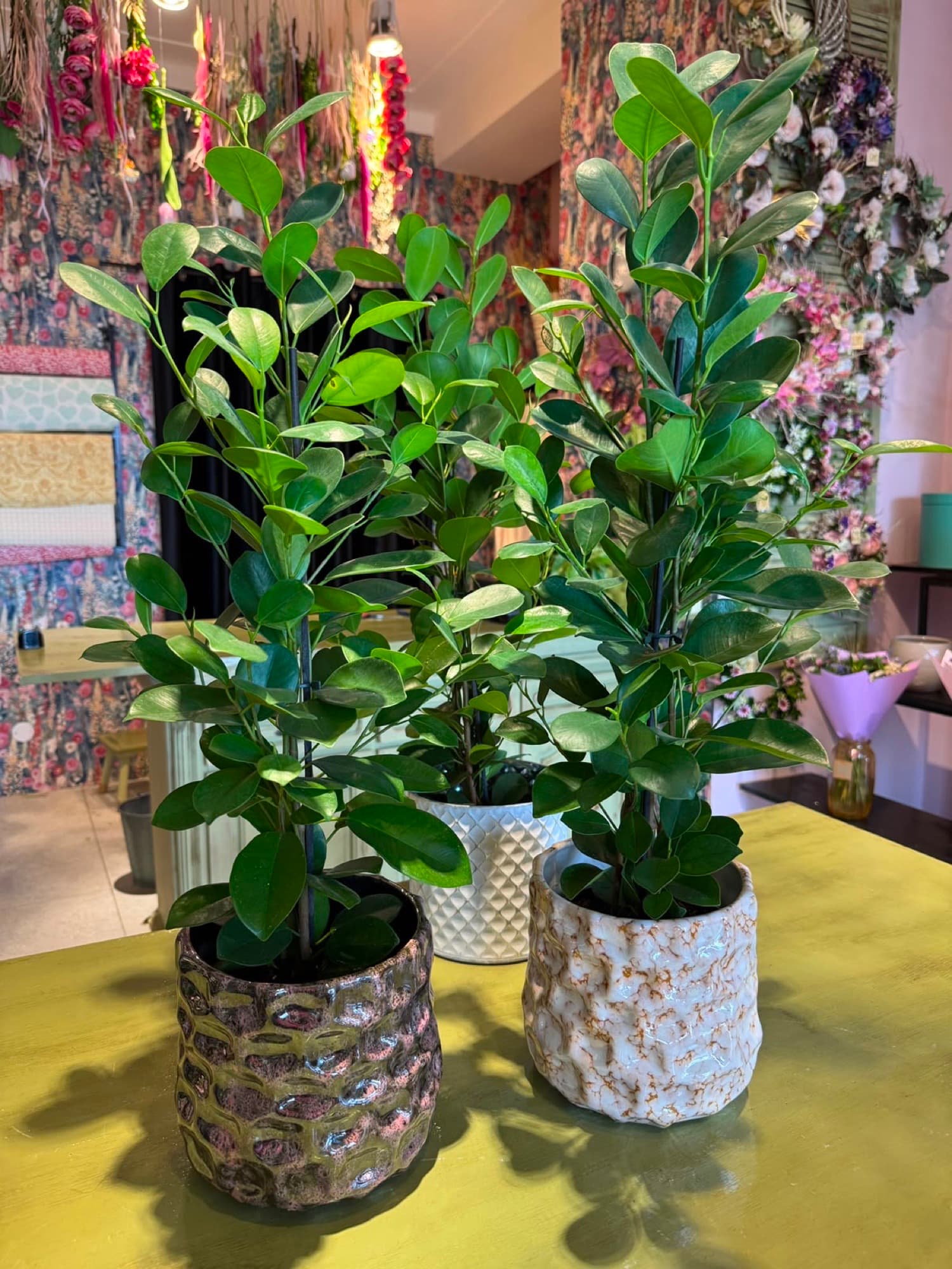 Two dracaenas in woven pots