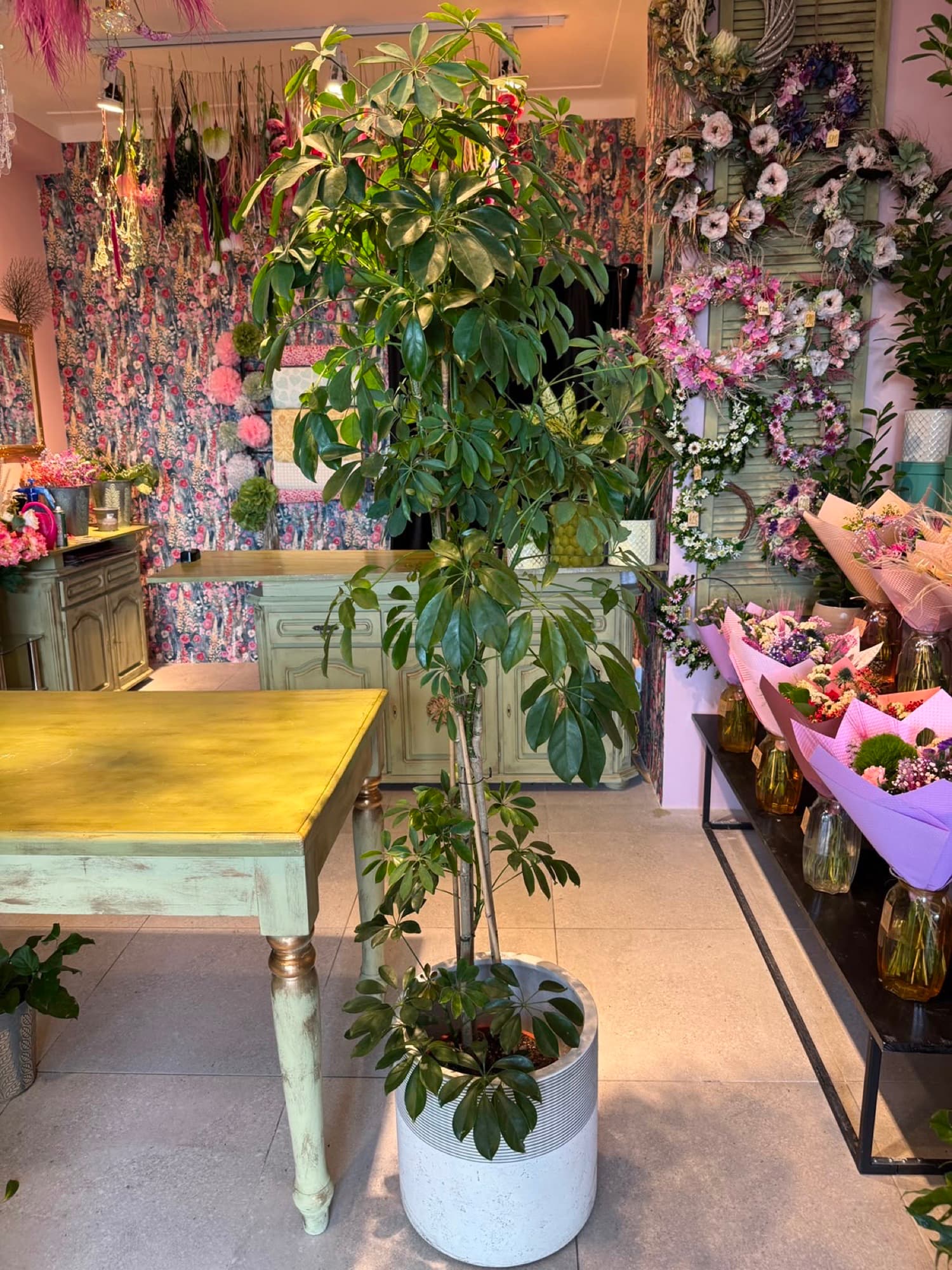 A tall tree in a white pot